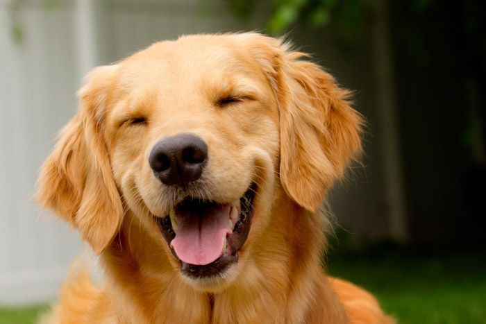 Dog Separation Anxiety: Signs, Causes & Proven Solutions (2026)