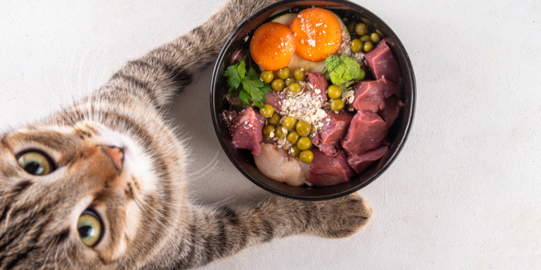¿Qué comida casera puede comer tu gato? Todo lo que necesitas saber