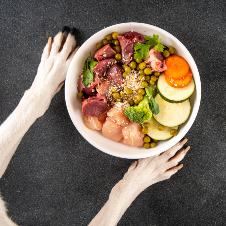 10 opciones de comida saludable para perros que puedes hacer en casa