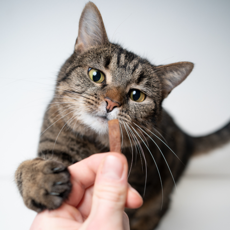 Cuidados esenciales para tu gato