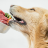 Banner de Facebook PupLovetoday (10)
